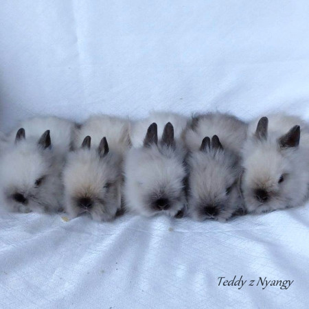 Vrh S27 - REZERVOVÁNO !!!