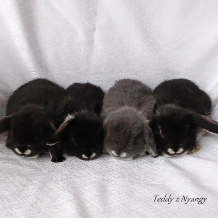 VRH R27 - REZERVOVÁNO !!!