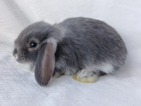 Vrh L28 - VOLNÝ 1 KLUK K REZERVACI !!!