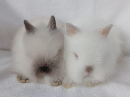 Vrh M28 - REZERVOVÁNO !!!