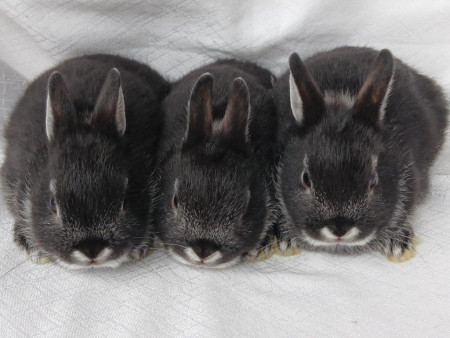 Vrh N28 - VOLNÉ 2 HOLČIČKY K REZERVACÍM !!!