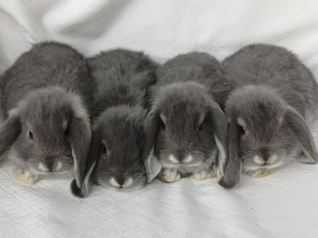 Vrh O28 - VOLNÍ 3 KLUCI A 1 HOLČIČKA K REZERVACÍM !!!