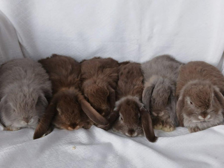 Vrh P28 - VOLNÍ 3 KLUCI A 2 HOLČIČKY K REZERVACÍM !!!