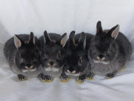 Vrh Q28 - VOLNÝ 1 KLUK A 1 HOLČIČKA K REZERVACÍM !!!