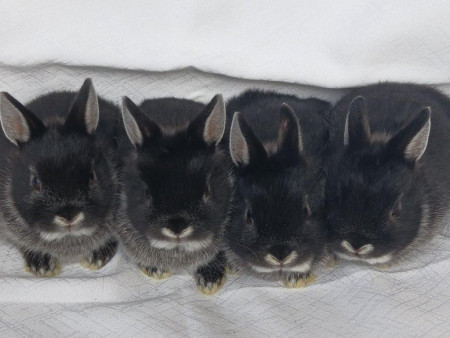 Vrh T28 - VOLNÍ 2 KLUCI K REZERVACI !!!