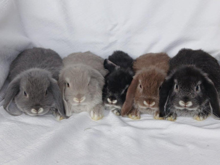 Vrh U28 - VOLNÍ 3 KLUCI A 1 HOLČIČKA K REZERVACÍM !!!