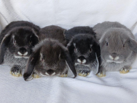 Vrh W28 - VOLNÝ 1 KLUK A 2 HOLČIČKY K REZERVACÍM !!!